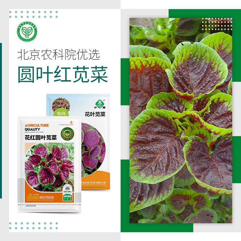 农科院苋菜种子花红圆叶汉菜耐热四季阳台盆栽农家菜园蔬菜种籽