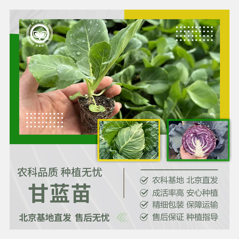 农科院甘蓝苗水果鲜食牛心甘蓝