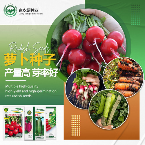 农科院蔬菜种子京研高产高芽率