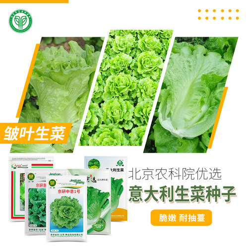 北京农科院意大利生菜种子耐抽薹