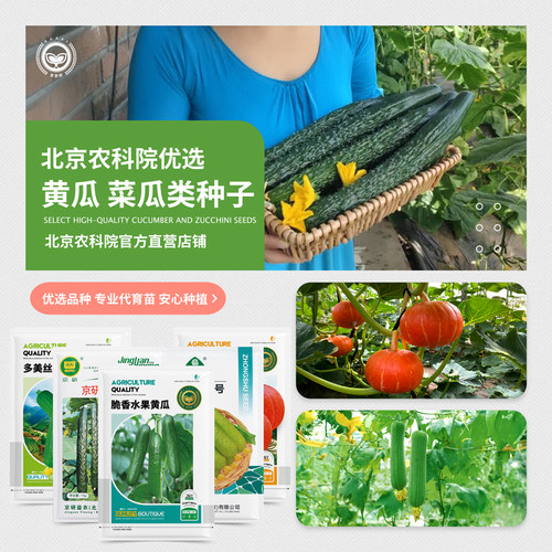 农科院水果黄瓜羊角蜜甜瓜蔬菜籽