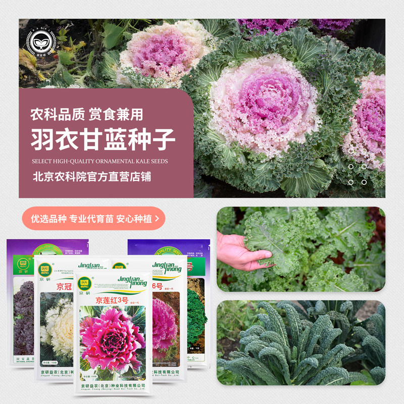 农科院羽衣甘蓝种子叶牡丹观赏盆栽可食用沙拉阳台菜园蔬菜种籽孑