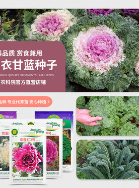 北京农科院羽衣甘蓝种子赏食兼用