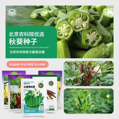 农科院秋葵种子四季易种蔬菜苗