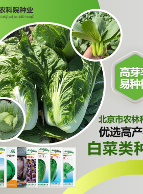 农科院白菜种子金丝白青麻叶绍菜快菜小白菜油菜甘蓝易种蔬菜籽孑