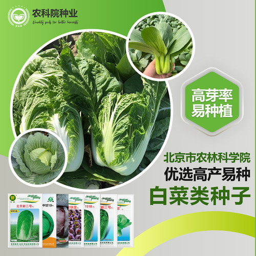 农科院北京新三号大白菜种子