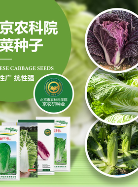 京研大白菜种子青麻叶奶白菜绍菜黄心娃娃菜农科院优质蔬菜种籽孑