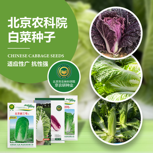 京研大白菜种子青麻叶奶白菜绍菜黄心娃娃菜农科院优质蔬菜种籽孑