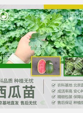 农科院西瓜苗冰糖麒麟西瓜8424黑美人京嘉红瓤大西瓜高产果蔬秧苗