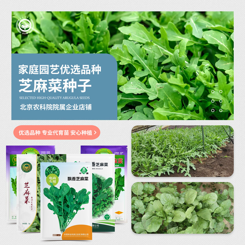 农科院芝麻菜种子大叶臭菜火箭生菜沙拉菜四季阳台菜园蔬菜种籽孑,鲜花速递/花卉仿真/绿植园艺,家庭园艺种子,淘宝优惠券,粉丝福利购,淘宝优惠卷