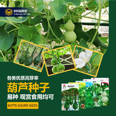 葫芦种子观赏文玩手捻葫芦菜葫芦长柄大酒葫芦阳台易种蔬菜种籽孑