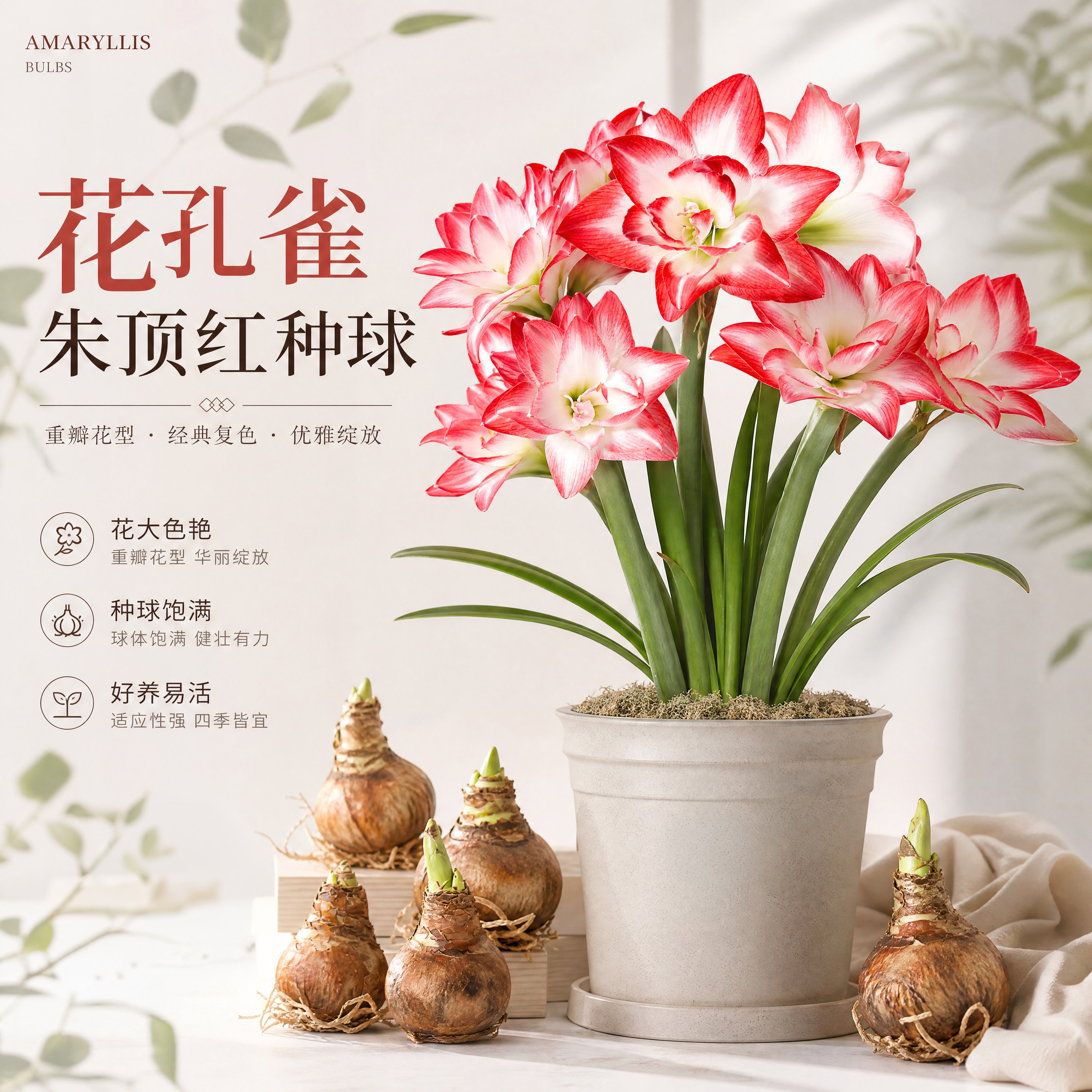农科院朱顶红种球重瓣大球大花阿弗雷芭蕾舞后花孔雀阳台盆栽花苗