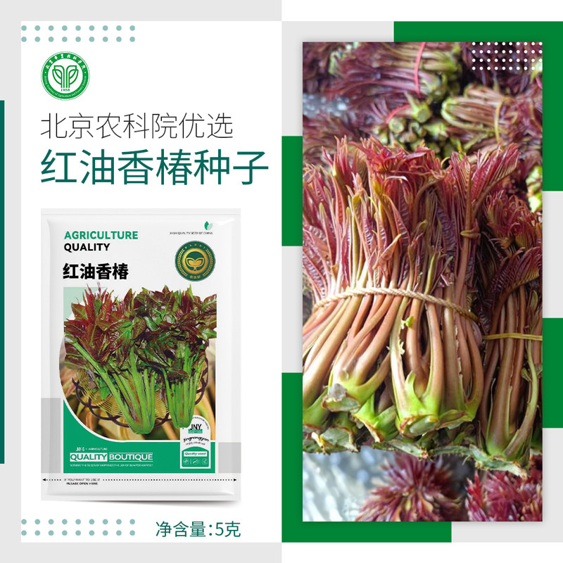 农科院香椿种子红油香椿芽苗香椿树速生味浓阳台盆栽菜园蔬菜籽孑