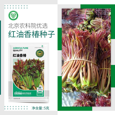 农科院香椿种子红油香椿芽苗香椿树速生味浓阳台盆栽菜园蔬菜籽孑