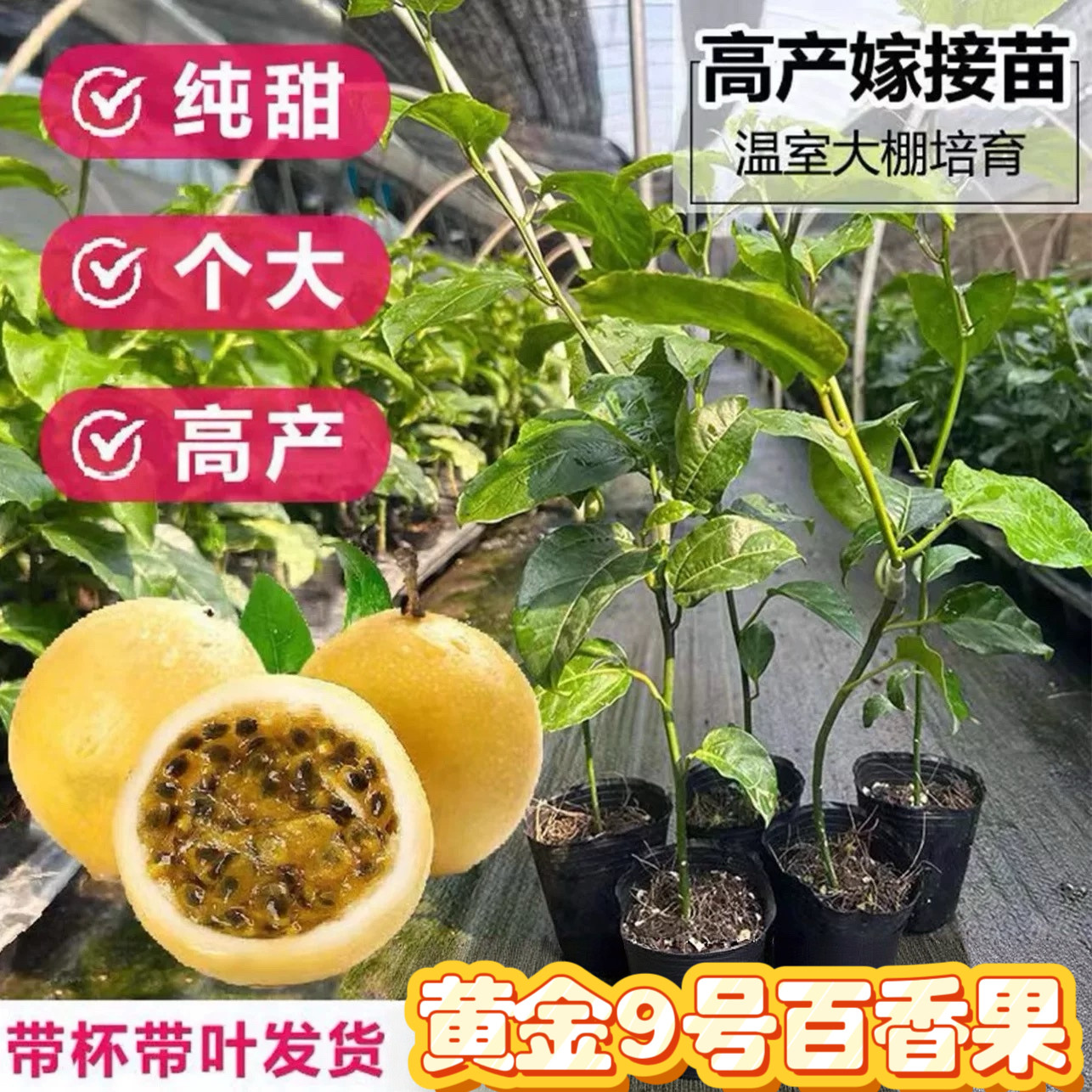 纯甜新品种黄金9号百香果树苗嫁接苗四季爬藤结果大苗阳台盆栽,鲜花速递/花卉仿真/绿植园艺,果树,淘宝优惠券,粉丝福利购,淘宝优惠卷