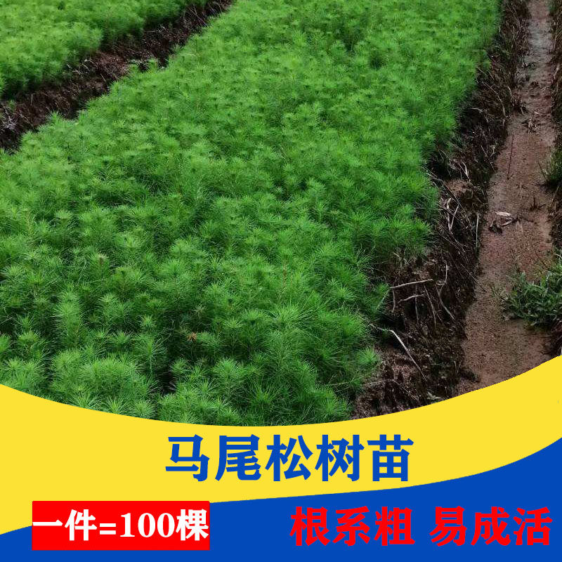 优质一年生马尾松湿地松小苗国外松树苗工程绿化造林苗木