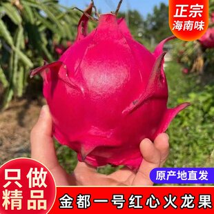 海南三亚红心金都一号火龙果新鲜热带水果大红秒整箱顺丰包邮