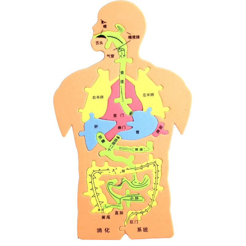 人体消化系统儿童科学制作