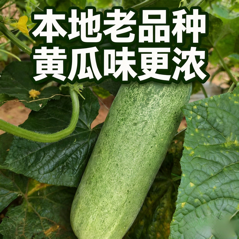 云南山地老品种黄瓜 农家露天土黄瓜新鲜现摘生吃凉拌当季蔬菜