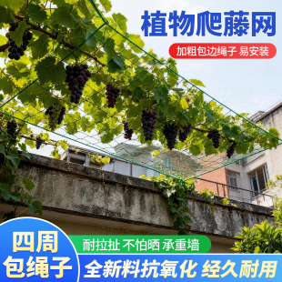 植物爬藤网花卉蔬果丝瓜苦瓜葡萄瓜蒌豆角攀爬网百香果阳台种植