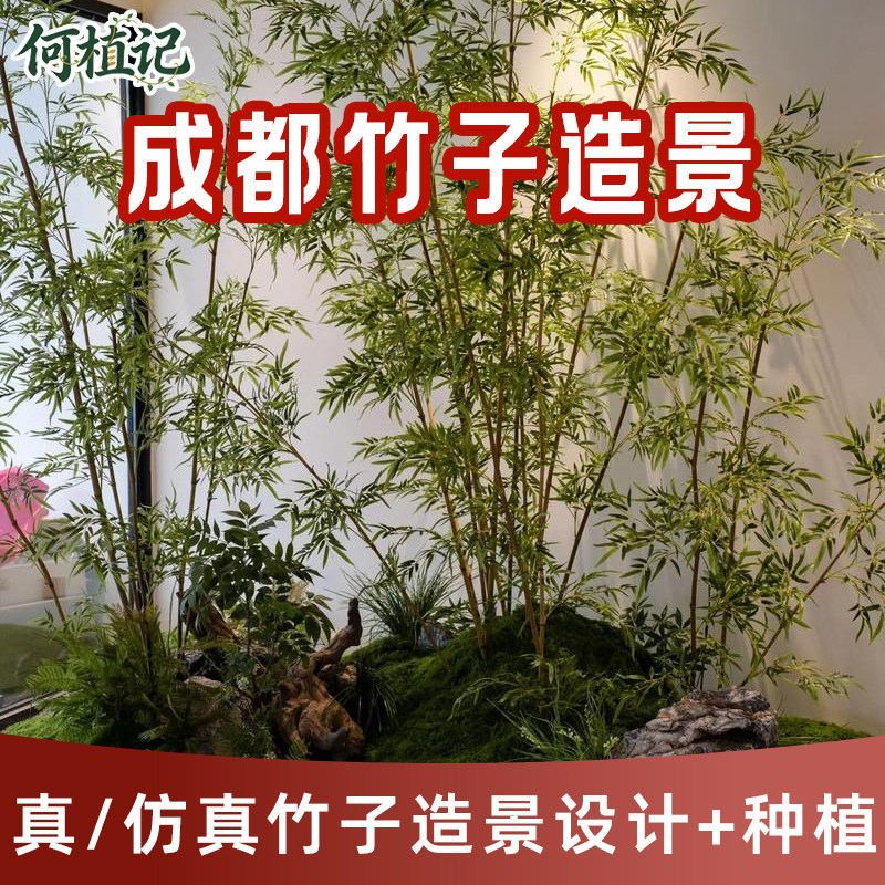 禅意茶室竹子文竹真花植物小叶簕竹中式设计室内景观绿植造景布置