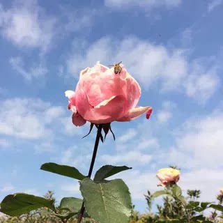 重瓣精油天然100ml玫瑰花水纯露