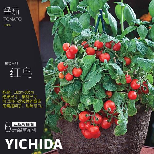 矮生番茄苗YICHIDA进口品种小苗盆栽小番茄苗传家宝蔬菜西红柿苗