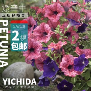 YICHIDA正版进口籽播矮牵牛苗穴盘小苗垂吊矮牛典雅轻浪美声花苗
