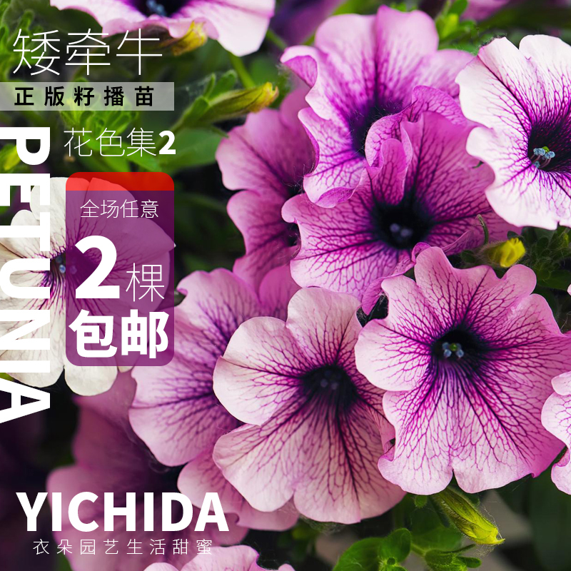 YICHIDA正版进口籽播矮牵牛苗穴盘小苗垂吊矮牛典雅轻浪美声花苗 鲜花速递/花卉仿真/绿植园艺 时令草本花卉 原图主图