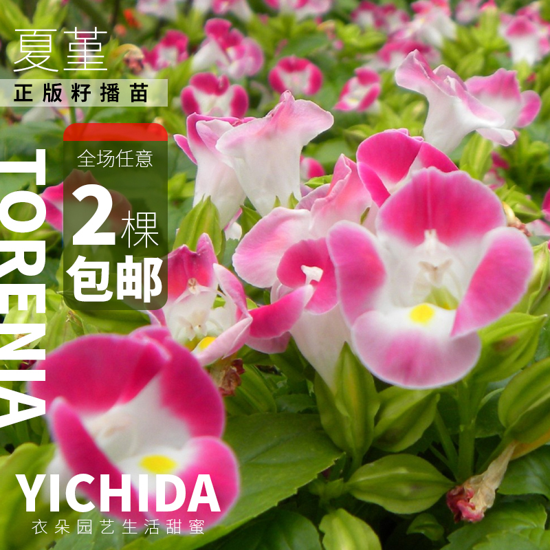 YICHIDA籽播夏堇苗蝴蝶草穴盘小苗轻吻花苗耐热耐旱多花花卉-封面