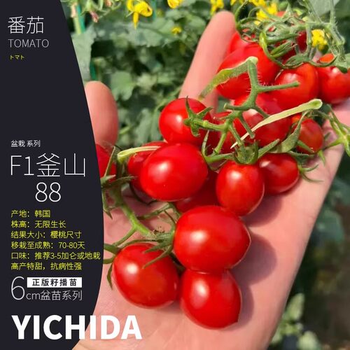 无限番茄苗YICHIDA进口品种小苗盆栽小番茄苗传家宝蔬菜西红柿苗