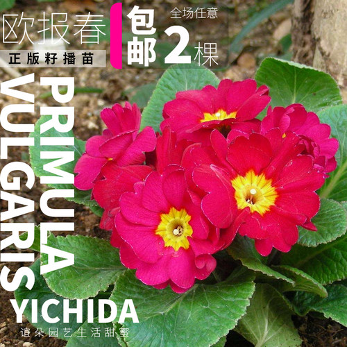 欧报春耐寒品种花卉小苗