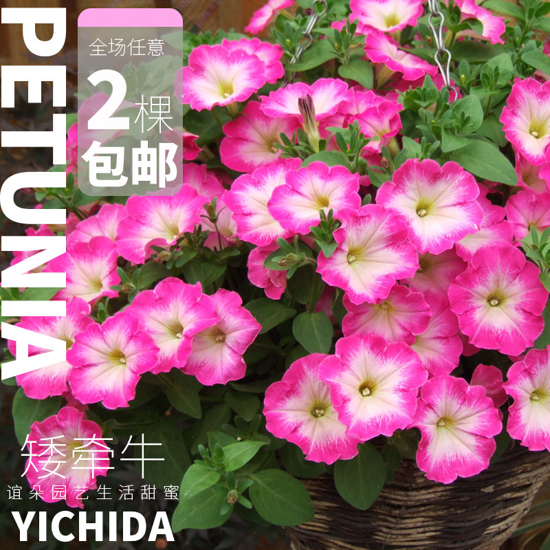YICHIDA正版进口籽播矮牵牛苗穴盘小苗垂吊矮牛典雅轻浪美声花苗