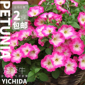 YICHIDA正版 进口籽播矮牵牛苗穴盘小苗垂吊矮牛典雅轻浪美声花苗