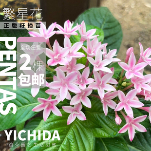 YICHIDA籽播繁星花五星花苗穴盘小苗耐热多年生花卉地栽盆栽花园