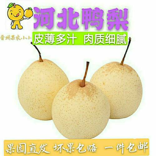 2023年鸭梨水晶梨10斤包邮新鲜水果梨子非皇冠梨雪梨香梨白梨2斤