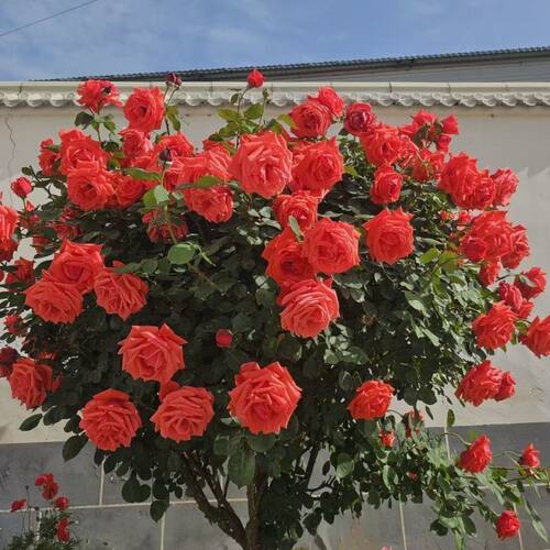 河南南阳基地直发大花浓香型树桩月季基地直发庭院地栽耐寒耐热