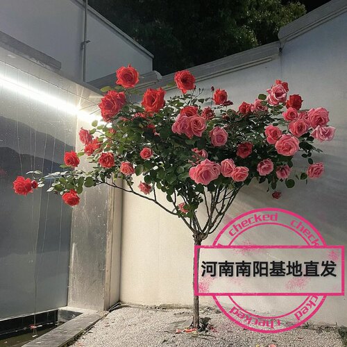 河南南阳基地直发大花浓香型树桩月季基地直发庭院地栽耐寒耐热