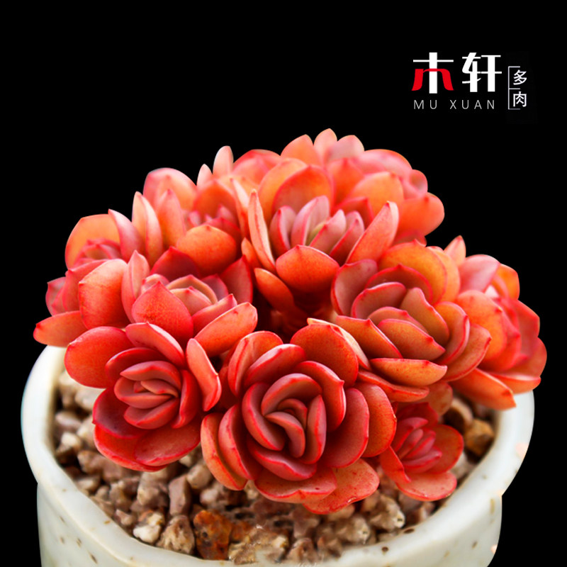 多肉植物唐印雪爪桃蛋秀妍 蒂亚巧克力方砖钱串黑爪滇石莲晚霞