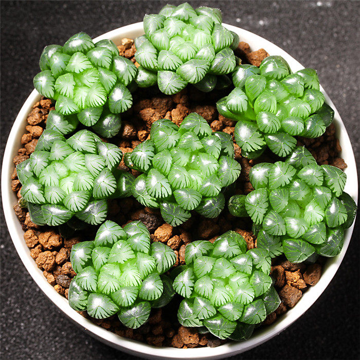 多颗姬玉露水晶玉露组合套餐肉肉糯米姬多肉植物盆栽绿植花卉