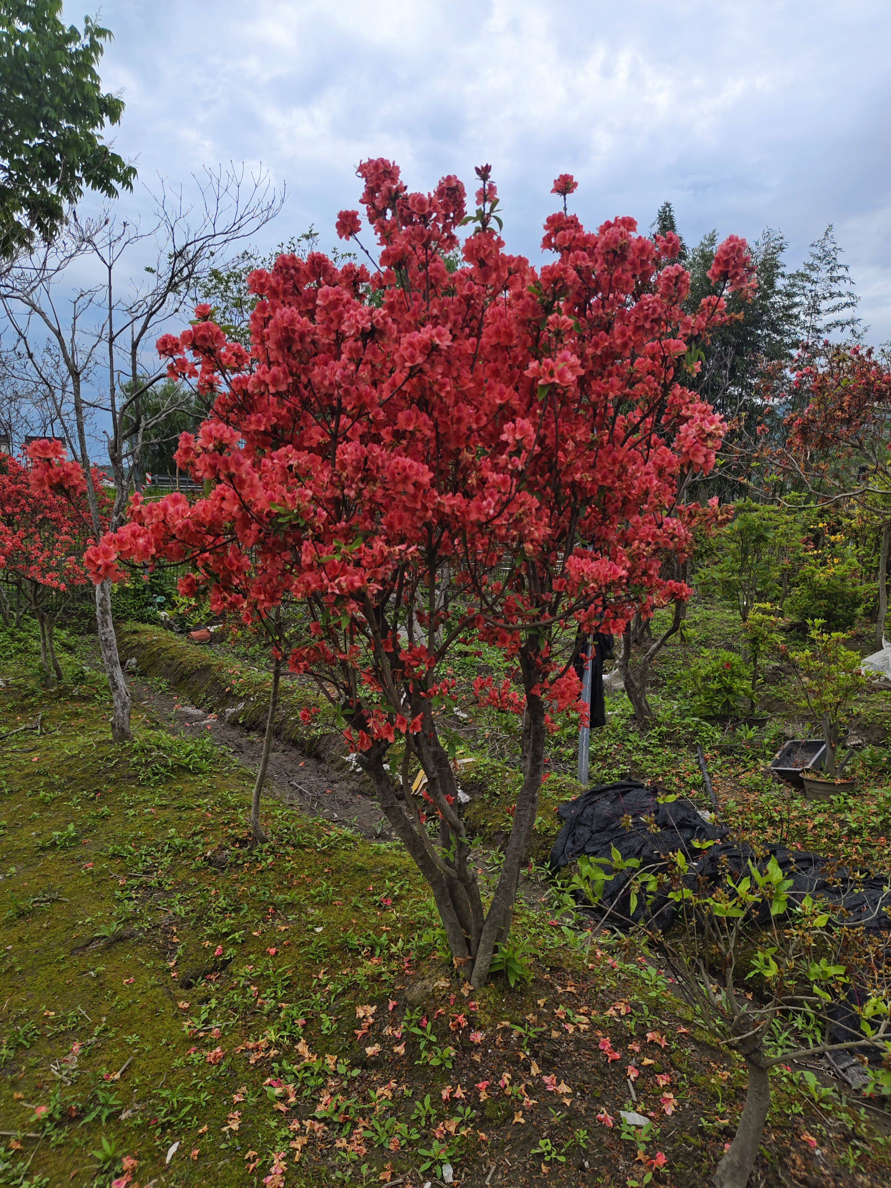 杜鹃花映山红落叶老桩熟桩盆景庭