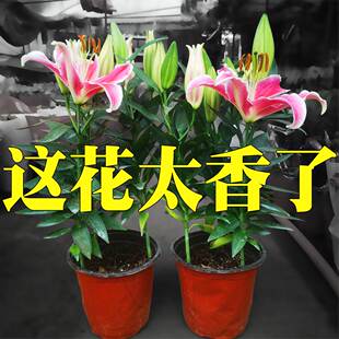 百合盆栽带花苞发货香水百合开花很香的鲜花花卉植物室内花苗易活
