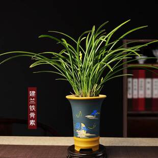 铁骨素心兰兰花盆栽建兰室内精品开花植物四季常绿名贵国兰盆景