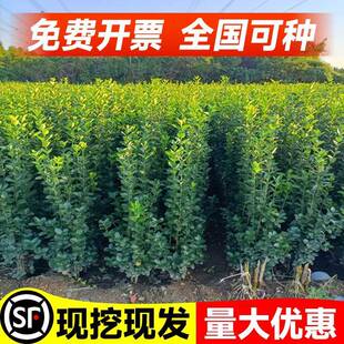 北海道黄杨冬青树苗四季常青庭院绿篱笆围墙丛生大叶绿化苗木植物