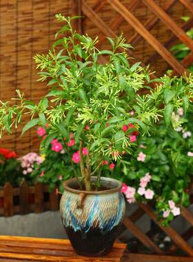 夜来香花树苗盆栽浓香阳台庭院盆栽苗植物室内外四季绿植浓香花卉