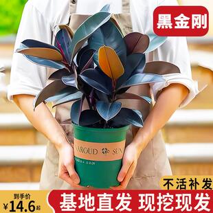 黑金刚橡皮树盆栽室内绿植四季好养易活橡胶树植物净化空气客厅