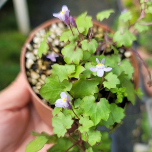 进口姬海兰葛小兔子花山野草盆栽绿植盆景萌萌的仙气飘飘耐阴桌面