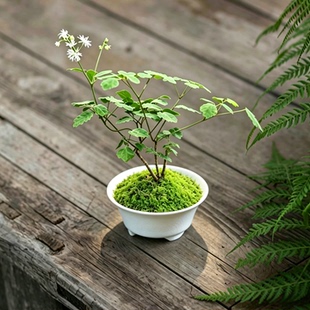 屋久岛唐松草多年生绿植盆栽室内桌面耐热耐寒耐阴好养