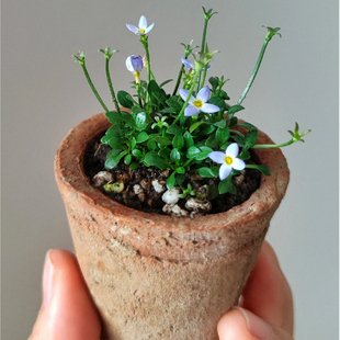 兰花耳草Hedyotis affinis Roem迷你小盆栽绿植进口绿植室内桌面