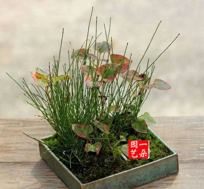 洒金锦叶稀有叶子好看观叶虎杖缀化盆栽盆景绿植室内吸甲醛桌面